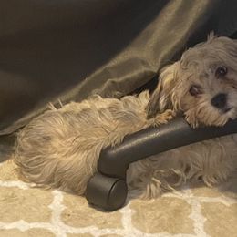 Havanese Puppies from Homefull of Havanese