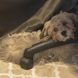 Havanese Puppies from Homefull of Havanese