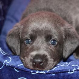 Locket - Black male Labrador Retriever puppy in Morrilton, Arkansas from Ancient Dogges Performance Dogs