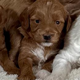 Fi - Apricot female Goldendoodle puppy in Mona, Utah from Hearts Full of Puppies