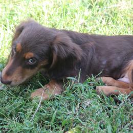 Milo - Dachshund