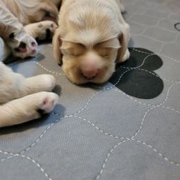 Cocker Spaniel Puppies from Kellie's Cocker Spaniels