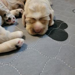 Cocker Spaniel Puppies from Kellie's Cocker Spaniels