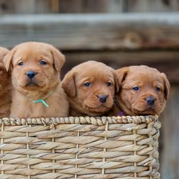 Labrador Retriever Puppies from Mid-Columbia Labradors