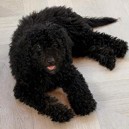 Cedar - Black male Bernedoodle puppy in North Royalton, Ohio from Johnson's Doodles