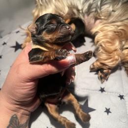 Jen's boy - Black and gold male Yorkshire Terrier puppy in Las Vegas, Nevada from Lala’s Pups