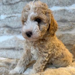 Boy 1 'Lincoln' - Parti male Goldendoodle puppy in Kearneysville, West Virginia from Daydreamer