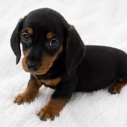 Miya - Black and tan female Dachshund puppy in Desloge, Missouri from Snows Doxies