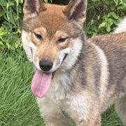 Taiyo - Red male Shikoku puppy in Charleston, West Virginia from Kiseki No Yama