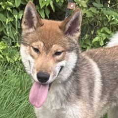 Taiyo - Red male Shikoku puppy in Charleston, West Virginia from Kiseki No Yama