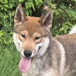Taiyo - Red male Shikoku puppy in Charleston, West Virginia from Kiseki No Yama