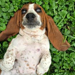 Chris - Mahogany and white male Basset Hound puppy in Lebanon, Ohio from Golden Acres Dachshunds