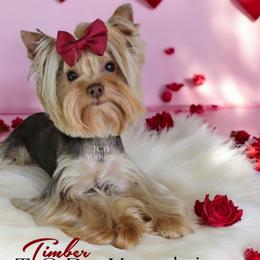 Timber - Yorkshire Terrier