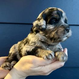 Boy 1 - Blue merle female Bernedoodle puppy in South Jordan, Utah from Ellas.Pups (Bernedoodles & Cavapoos)