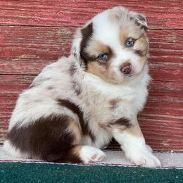 Australian Shepherds and Miniature Australian Shepherds from Tapestry Australian Shepherds