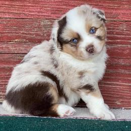 Australian Shepherds and Miniature Australian Shepherds from Tapestry Australian Shepherds