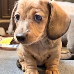 Gianna-AKC - Dapple female Dachshund puppy in Caulfield, Missouri from Hocomo Hollow Doxies