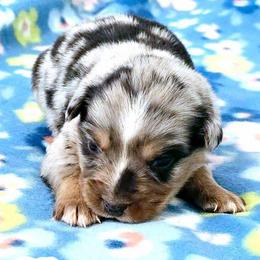 Blake - Black tri male Miniature Australian Shepherd puppy in Punta Gorda, Florida from Christie's Creekside Aussies