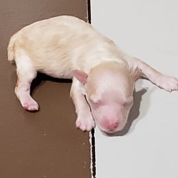Boy 1 - Poodle puppy in Butler County, Missouri from Paws4PetsMO
