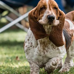 Basset Hounds from Wildflower Bassets