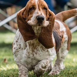Basset Hounds from Wildflower Bassets