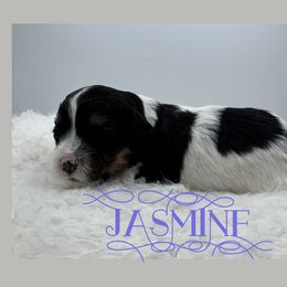 Jasmine - Tri-color female Cavachon puppy in Awendaw, South Carolina from LierChonPoo