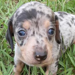 Dachshunds from Merritt's Mini's