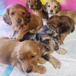 Dachshund Puppies from Gale’s Gorgeous Dachshunds