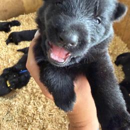 Lilac Girl - Black female German Shepherd puppy in Saluda, South Carolina from Ray Ranch, LLC