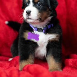 Ginger - Tri-color female Bernese Mountain Dog puppy in Soldiers Grove, Wisconsin from Lonesome Pine Farm