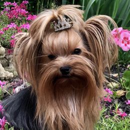 Kissy - Yorkshire Terrier