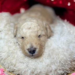 Noah - Apricot male Goldendoodle puppy in North Branch, Michigan from Graceful Miniature Goldendoodles