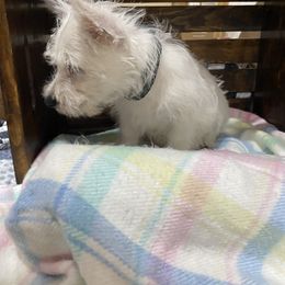 Boy 5 - White male West Highland White Terrier puppy in Blue Hill, Nebraska from BlueBelle's Canine Companions