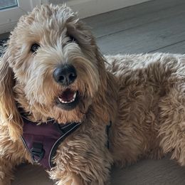 Labradoodles from Delta Doodless