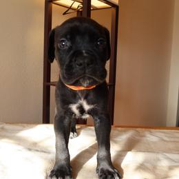 Kazimir - Black male Cane Corso puppy in Houston, Texas from Mortaio Cane Corso