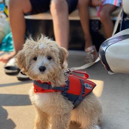 Aussiedoodle Puppies from Independence Aussiedoodles