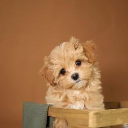 Alfie - Cream male Maltipoo puppy in North Port, Florida from Noble Pets