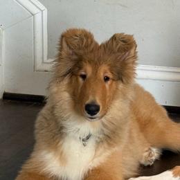 Hayden - Sable and white female Collie puppy in Baltimore, Maryland from Clarity
