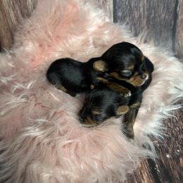 Taylor - Blue and gold female Yorkshire Terrier puppy in Tulsa, Oklahoma from Conns Cuddly Canines