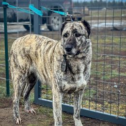 Peach - Anatolian Shepherd Dog