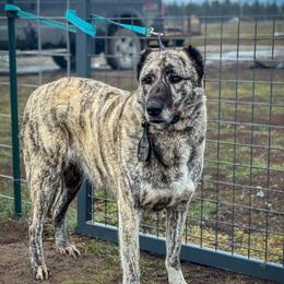 Peach - Anatolian Shepherd Dog