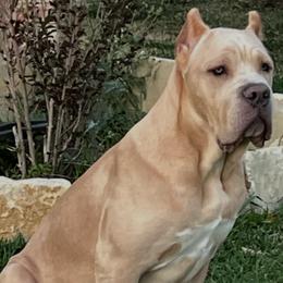 Maximus - Cane Corso