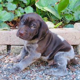 Ten Bears - Liver roan male German Shorthaired Pointer puppy in Redding, California from Macushla Kennel