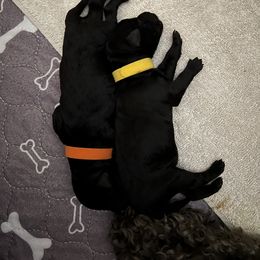 Kerry Blue Terrier Puppies from Costerra Kerry Blue Terriers