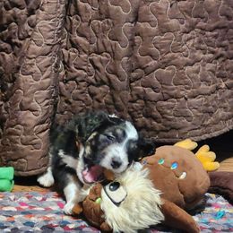 Aussiedoodle Puppies from Lotadoodle Farms
