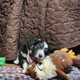 Aussiedoodle Puppies from Lotadoodle Farms