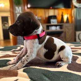 Doc - Liver and white male German Shorthaired Pointer puppy in Georgia from CMC Farms