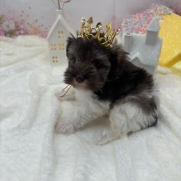 Milo - Parti male Miniature Schnauzer puppy in St. Cloud, Florida from Koki’s Paws Legacy