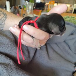 George - Black and tan male Dachshund puppy in Kempner, Texas from Russell Farms Dachshund