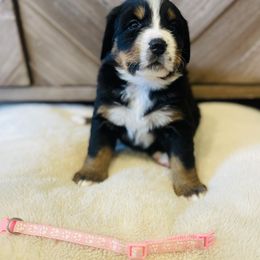 Girl 1 - Black rust and white Bernese Mountain Dog puppy in Bozeman, Montana from My Next Best Friend